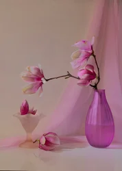 Magnolias rose pâle
