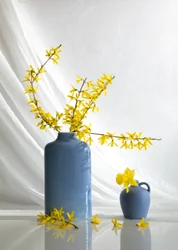 Fleurs jaunes dans des vases bleus