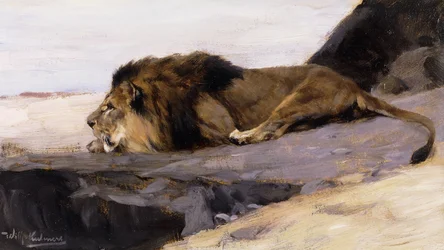 Un lion au repos; Ruhender Lowe