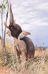 Éléphant d