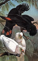 Cacatoès de Banks, v. 1910