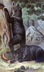 Ours bruns, vers 1884