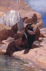 Lion de mer de Californie, de Wildlife of the World publié par Frederick Warne & Co, vers 1900