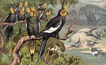 Cacatoès, v. 1910