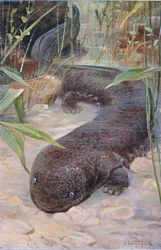 Salamandre géante, de Wildlife of the World publié par Frederick Warne & Co, vers 1900