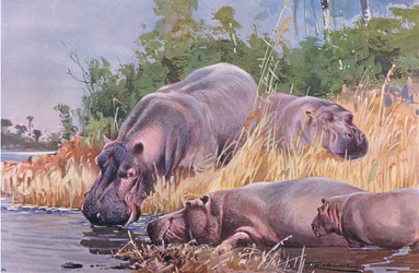 Hippopotame, illustration de La Faune du Monde, c.1910