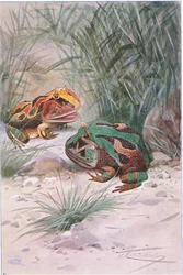 Crapaud cornu, de Wildlife of the World publié par Frederick Warne & Co, vers 1900