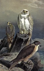 Faucon de chasse, c.1910 (illustration)