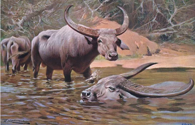 Buffle indien, de Wildlife of the World publié par Frederick Warne & Co, vers 1900