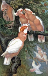 Cacatoès de Leadbeater, vers 1910