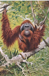 Orang-outan, de Wildlife of the World publié par Frederick Warne & Co, vers 1900