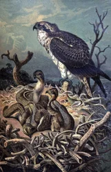 Balbuzard, vers 1910 (illustration)