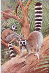 Maki catta, illustration tirée de Wildlife of the World, vers 1910
