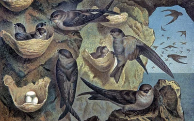 Salangana des Mascareignes, c.1910 (illustration)