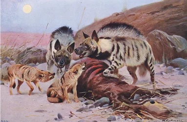 Hyène rayée et chacal, tiré de Wildlife of the World, publié par Frederick Warne & Co, vers 1900