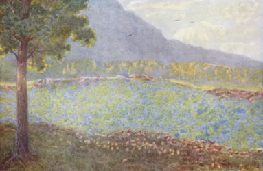 Hortensias bleus à Groote Schuur