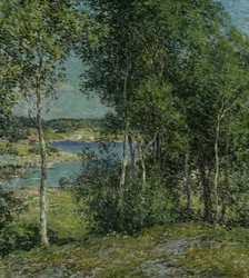 Une Famille de Bouleaux