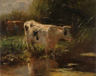 Une vache près d