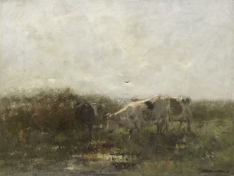 Vaches dans un pré détrempé