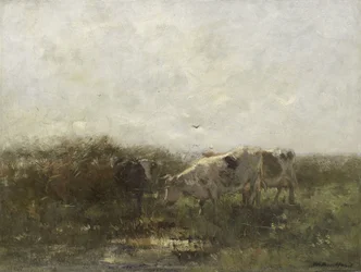 Vaches