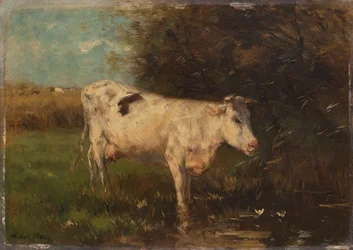 Vache blanche