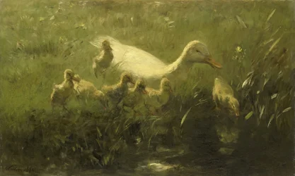 Canard blanc avec poussins