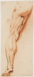 Étude anatomique (écorché). La jambe gauche écorchée d