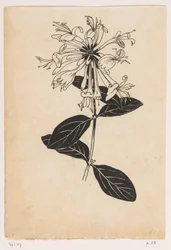 Chèvrefeuille