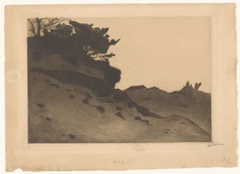 Buissons sur une dune de sable