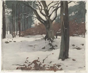 Arbres dans la neige