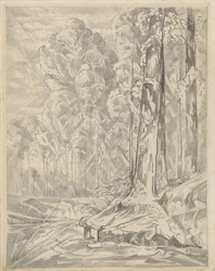 Clairière entre de grands arbres