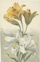 Lys jaunes et blancs