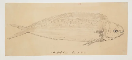 WD 961 f.24