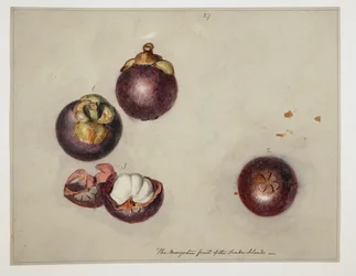 WD 961 f.27