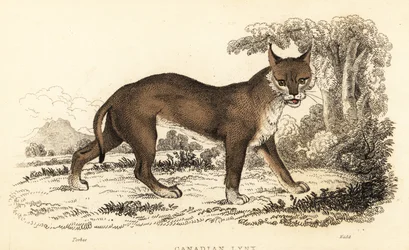Lynx du Canada, Lynx canadensis, 1834 (gravure)