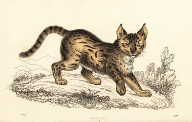 Serval, Leptailurus serval (gravure)