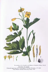 Grande chélidoine, Nature en Grande-Bretagne publiée par Collins
