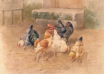 Poules