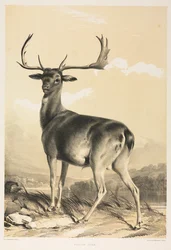 Cerf élaphe