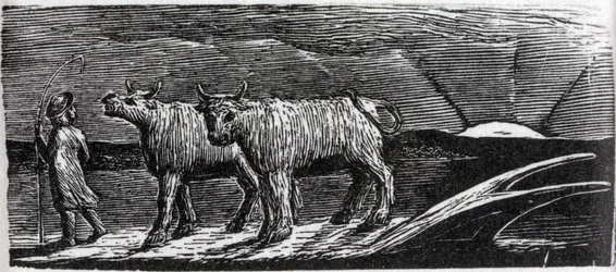 Génisses dételées flânant vers la maison, illustration de 