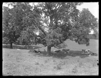 Vaches se reposant sous un arbre, probablement la ferme McCready, comté de Crawford, Pennsylvanie, c.1913