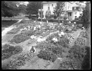 Vue en plongée des enfants travaillant dans le jardin de la branche Poppenhusen de la bibliothèque publique de Queens Borough, 14 août 1915