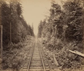 Forêt de pruches