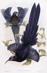 Epimachus Ellioti, Ward, vers 1891-1898