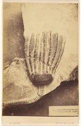 [Fossile de crinoïde].