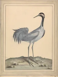 Une grue