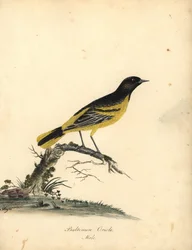 Oriole de Baltimore, Icterus galbula. Gravure à la main en couleur d