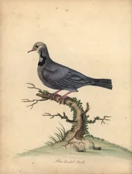 Colombe à tête bleue, Starnoenas cyanocephala. En danger. Gravure à la main en couleur d