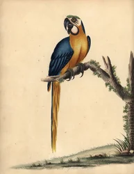 Ara bleu et jaune, Ara ararauna. Gravure à la main d