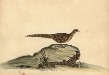 Faisan doré ou chinois, Chrysolophus pictus, femelle